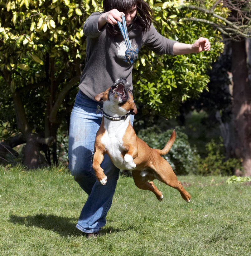 Dog, Jumping, Land Mammal, Land Mammals, Leap, Leaping, Monty, Play, Playing, Playtime, Staffordshire Bull Terrier, Terrestrial Mammal, Animal, Animals, Canine, Canines, Terrestrial Mammals, Dogs, Emilia, Flying, Jump