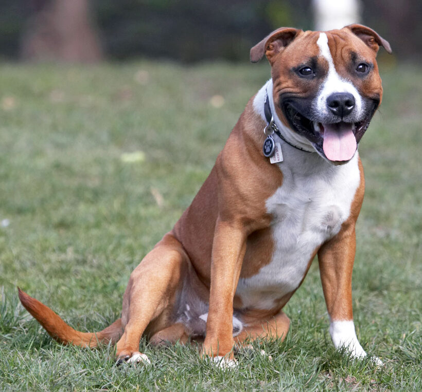 Animal, Animals, Canine, Canines, Dog, Dogs, Land Mammal, Land Mammals, Monty, Play, Playing, Playtime, Sit, Sitting, Staffordshire Bull Terrier, Terrestrial Mammal, Terrestrial Mammals, Tongue