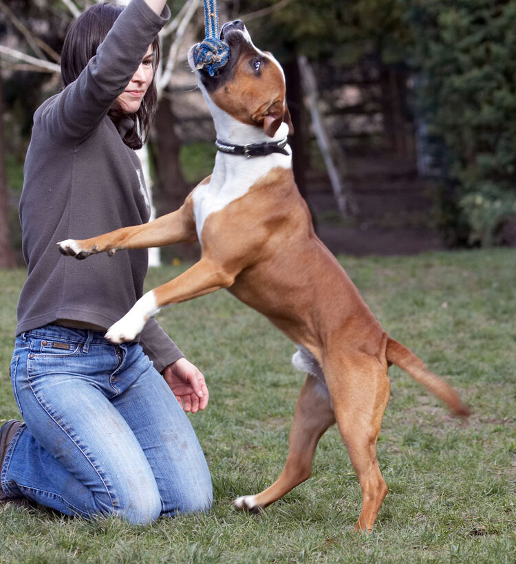 Animal, Animals, Canine, Canines, Dog, Dogs, Emilia, Land Mammal, Land Mammals, Monty, Play, Playing, Playtime, Staffordshire Bull Terrier, Terrestrial Mammal, Terrestrial Mammals