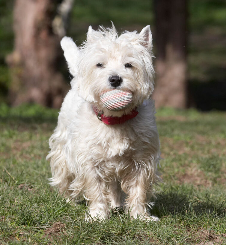 Animal, Animals, Ball, Canine, Canines, Dog, Dogs, Land Mammal, Land Mammals, Milly, Play, Playing, Playtime, Terrestrial Mammal, Terrestrial Mammals, Terriers, West Highland Terrier