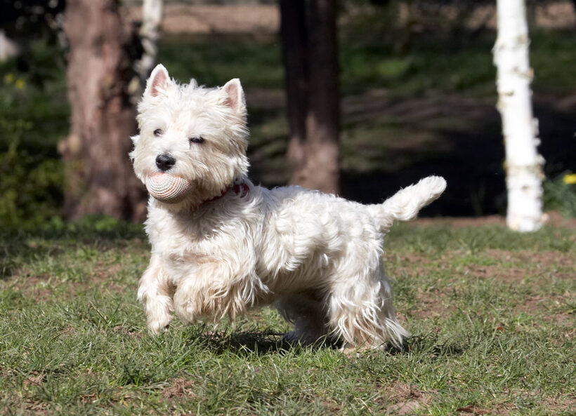 Animal, Animals, Ball, Canine, Canines, Dog, Dogs, Harvey, Land Mammal, Land Mammals, Milly, Play, Playing, Playtime, Terrestrial Mammal, Terrestrial Mammals, Terriers, West Highland Terrier