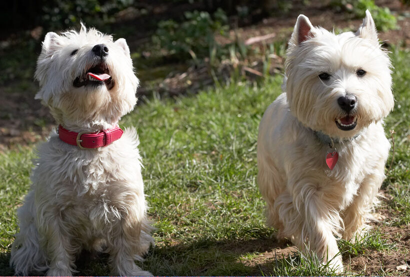 Animal, Animals, Canine, Canines, Dog, Dogs, Harvey, Land Mammal, Land Mammals, Milly, Play, Playing, Playtime, Terrestrial Mammal, Terrestrial Mammals, Terriers, Tongue, West Highland Terrier