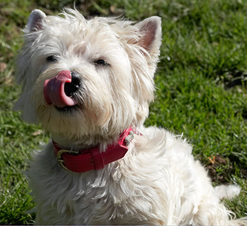 Animal, Animals, Canine, Canines, Dog, Dogs, Land Mammal, Land Mammals, Milly, Play, Playing, Playtime, Terrestrial Mammal, Terrestrial Mammals, Terriers, Tongue, West Highland Terrier