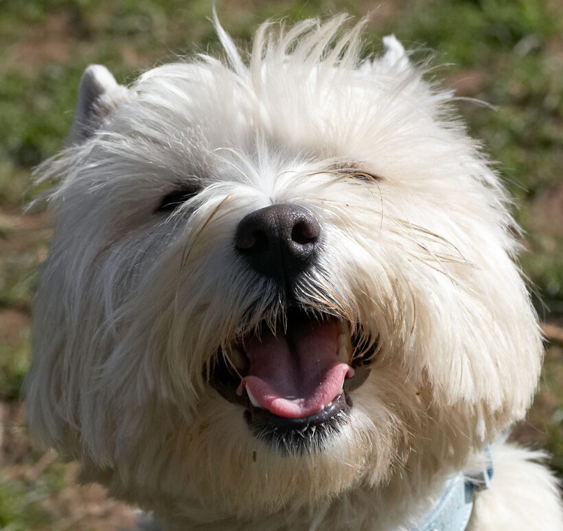 Dogs, Smile, Playtime, Playing, Play, Laughing, Laugh, Land Mammals, Land Mammal, Harvey, Animal, Animals, Canine, Canines, Dog, Smiling, Terrestrial Mammal, Terrestrial Mammals, Terriers, Tongue, West Highland Terrier