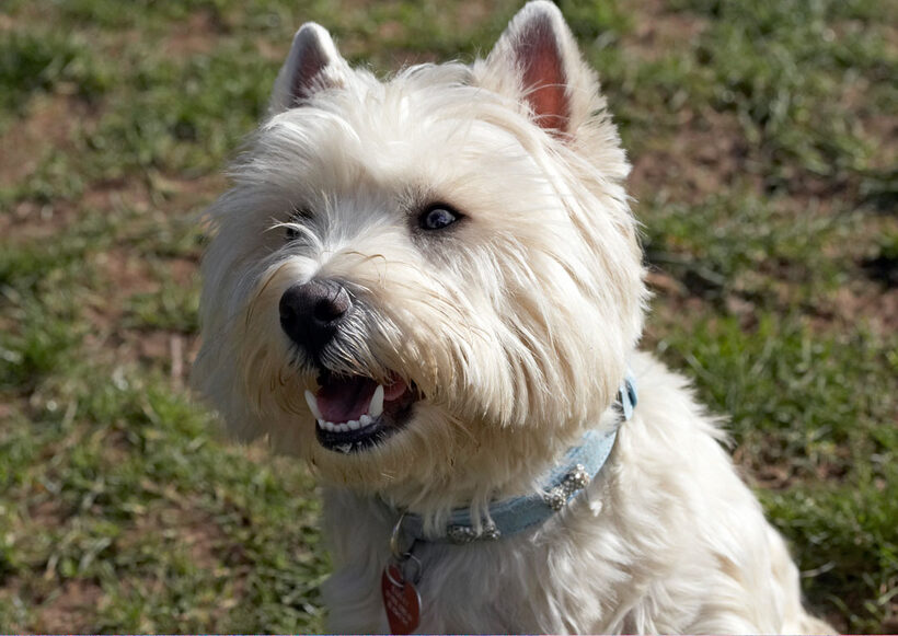 Animal, Animals, Canine, Canines, Dog, Dogs, Harvey, Land Mammal, Land Mammals, Play, Playing, Playtime, Terrestrial Mammal, Terrestrial Mammals, Terriers, West Highland Terrier
