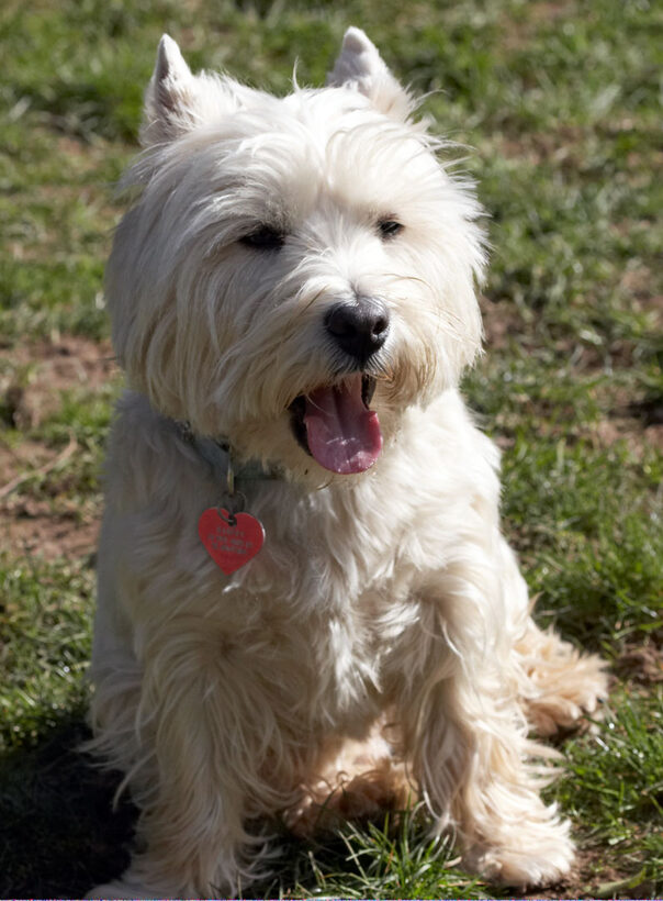Animal, Animals, Canine, Canines, Dog, Dogs, Harvey, Land Mammal, Land Mammals, Play, Playing, Playtime, Terrestrial Mammal, Terrestrial Mammals, Terriers, West Highland Terrier