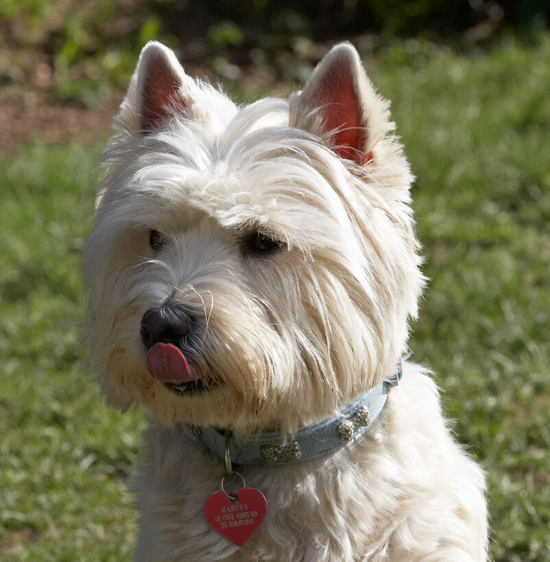 Animal, Animals, Canine, Canines, Dog, Dogs, Harvey, Land Mammal, Land Mammals, Play, Playing, Playtime, Terrestrial Mammal, Terrestrial Mammals, Terriers, Tongue, West Highland Terrier