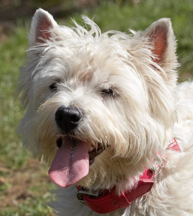 Animal, Animals, Canine, Canines, Dog, Dogs, Land Mammal, Land Mammals, Milly, Play, Playing, Playtime, Terrestrial Mammal, Terrestrial Mammals, Terriers, Tongue, West Highland Terrier
