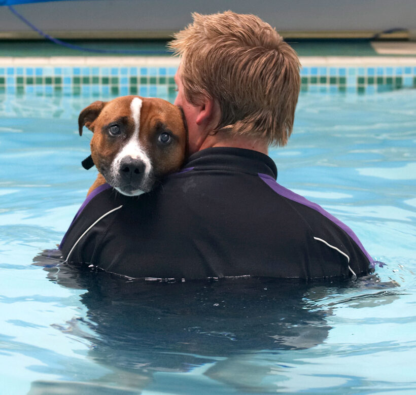 Animal, Animals, Ben, Canine, Canines, Dog, Dogs, Land Mammal, Land Mammals, Monty, Play, Playing, Playtime, Pool, Staffordshire Bull Terrier, Swimming, Terrestrial Mammal, Terrestrial Mammals