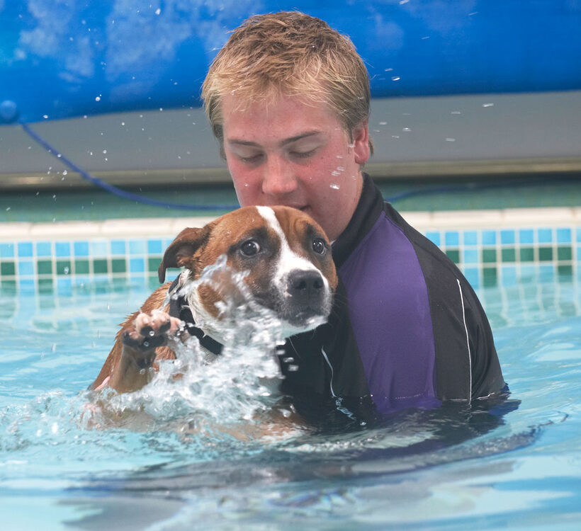 Animal, Animals, Ben, Canine, Canines, Dog, Dogs, Land Mammal, Land Mammals, Monty, Play, Playing, Playtime, Pool, Staffordshire Bull Terrier, Swimming, Terrestrial Mammal, Terrestrial Mammals