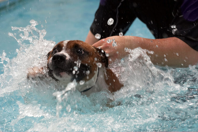 Animal, Animals, Canine, Canines, Dog, Dogs, Land Mammal, Land Mammals, Monty, Play, Playing, Playtime, Pool, Staffordshire Bull Terrier, Swimming, Terrestrial Mammal, Terrestrial Mammals