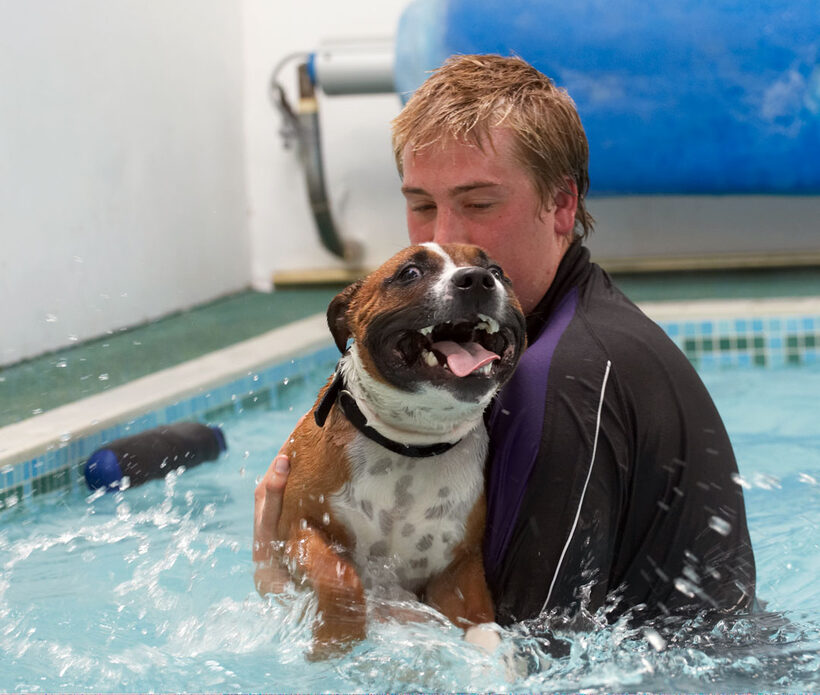 Animal, Animals, Ben, Canine, Canines, Dog, Dogs, Land Mammal, Land Mammals, Monty, Play, Playing, Playtime, Pool, Staffordshire Bull Terrier, Swimming, Terrestrial Mammal, Terrestrial Mammals, Tongue