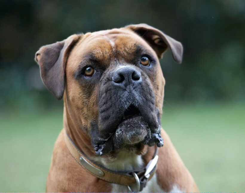 Animal, Animals, Boxer, Boxers, Canine, Canines, Dog, Dogs, Land Mammal, Land Mammals, Nog, Play, Playing, Playtime, Terrestrial Mammal, Terrestrial Mammals