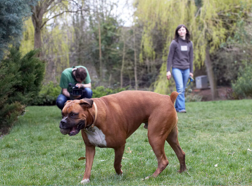 Boxers, Land Mammal, Henry Richards, Filming, Film, Emilia, Dogs, Dog, Canines, Canine, Animal, Animal Crackers, Animal Planet, Animals, Ball, Boxer, Land Mammals, Nog, Play, Playing, Playtime, Terrestrial Mammal, Terrestrial Mammals, TV