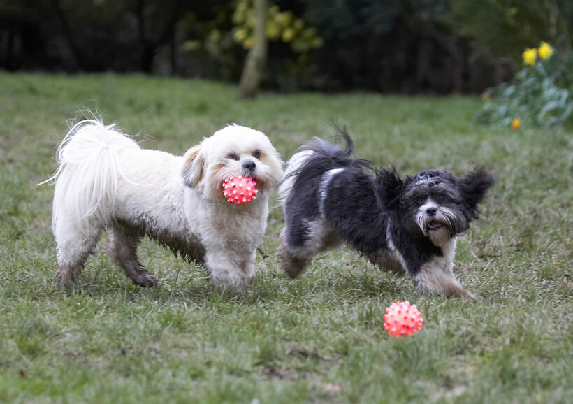 Animal, Animals, Apso, Ball, Canine, Canines, Cleo, Dog, Dogs, Land Mammal, Land Mammals, Lhasa, Milo, Play, Playing, Playtime, Terrestrial Mammal, Terrestrial Mammals