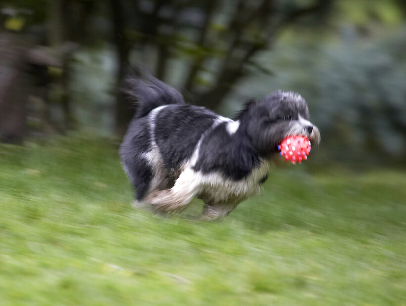 Animal, Animals, Apso, Ball, Canine, Canines, Cleo, Dog, Dogs, Land Mammal, Land Mammals, Lhasa, Milo, Play, Playing, Playtime, Run, Running, Terrestrial Mammal, Terrestrial Mammals