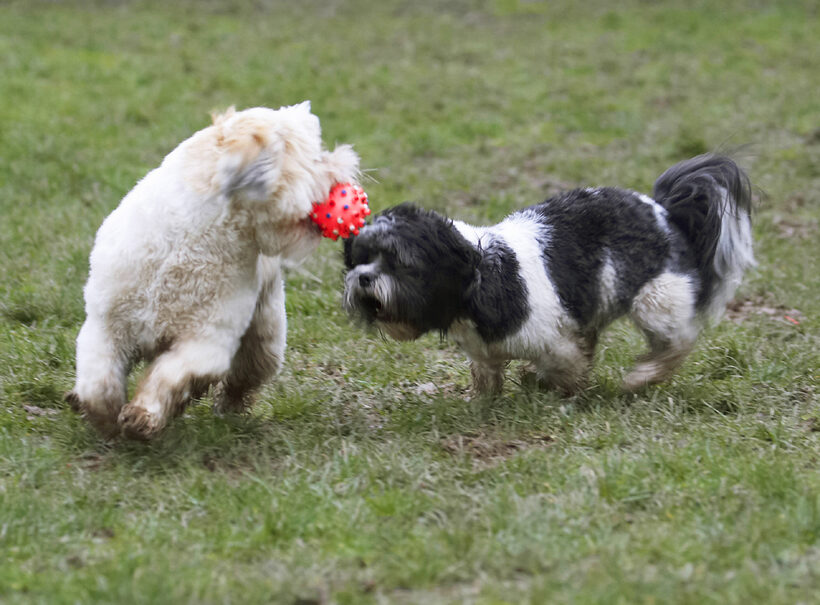 Animal, Animals, Apso, Ball, Best, Canine, Canines, Cleo, Dog, Dogs, Friends, Land Mammal, Land Mammals, Lhasa, Milo, Play, Playing, Playtime, Terrestrial Mammal, Terrestrial Mammals