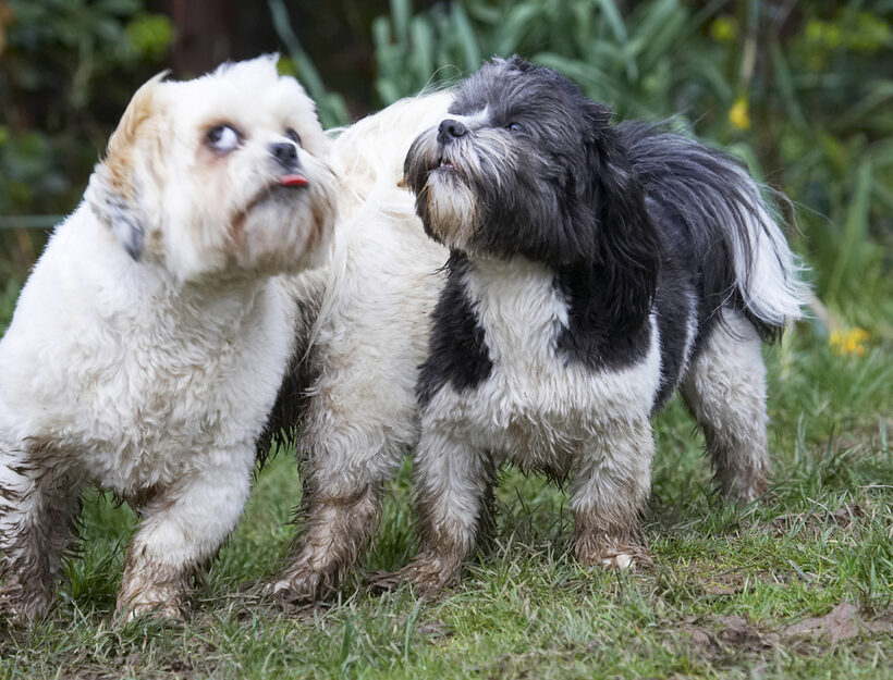 Animal, Animals, Apso, Best, Canine, Canines, Cleo, Dog, Dogs, Friends, Land Mammal, Land Mammals, Lhasa, Milo, Play, Playing, Playtime, Terrestrial Mammal, Terrestrial Mammals, Tongue
