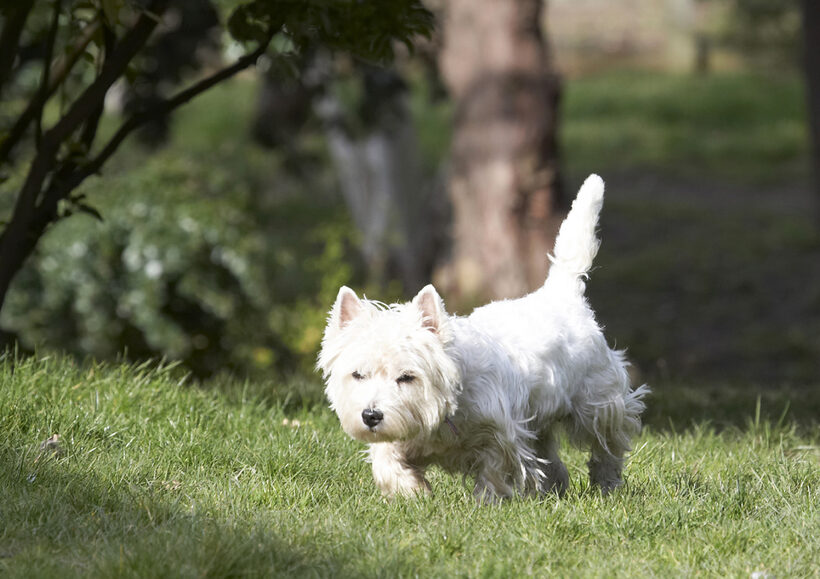Animal, Animals, Canine, Canines, Dog, Dogs, Harvey, Land Mammal, Land Mammals, Milly, Play, Playing, Playtime, Terrestrial Mammal, Terrestrial Mammals, Terrier, Terriers, West Highland