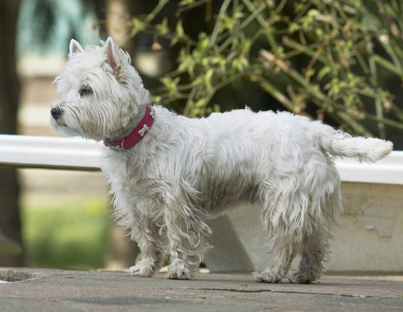 Animal, Animals, Canine, Canines, Dog, Dogs, Land Mammal, Land Mammals, Milly, Play, Playing, Playtime, Terrestrial Mammal, Terrestrial Mammals, Terrier, Terriers, West Highland
