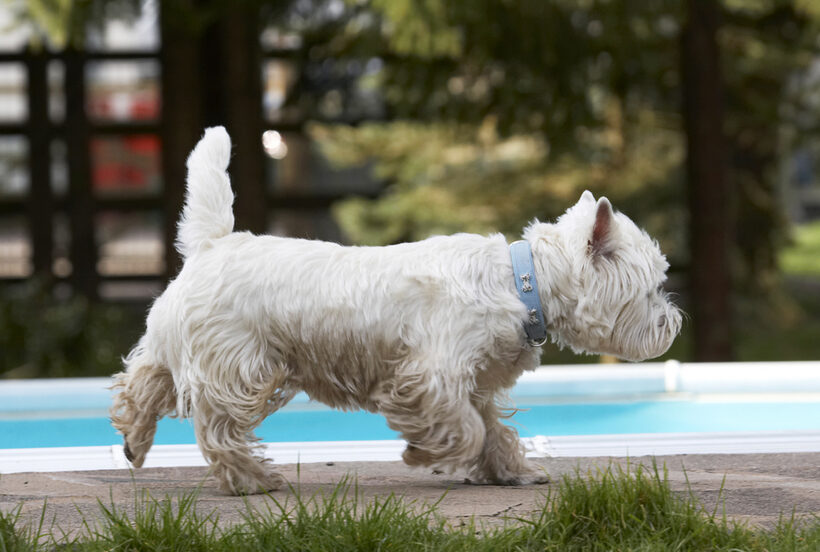 Animal, Animals, Canine, Canines, Dog, Dogs, Harvey, Land Mammal, Land Mammals, Play, Playing, Playtime, Terrestrial Mammal, Terrestrial Mammals, Terrier, Terriers, West Highland