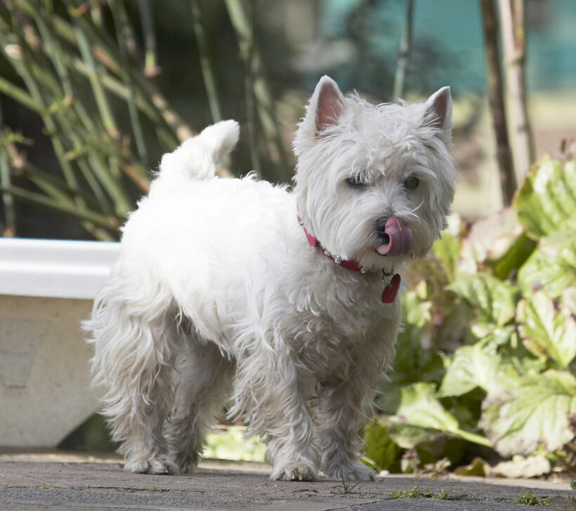 Animal, Animals, Canine, Canines, Dog, Dogs, Land Mammal, Land Mammals, Milly, Play, Playing, Playtime, Terrestrial Mammal, Terrestrial Mammals, Terrier, Terriers, Tongue, West Highland