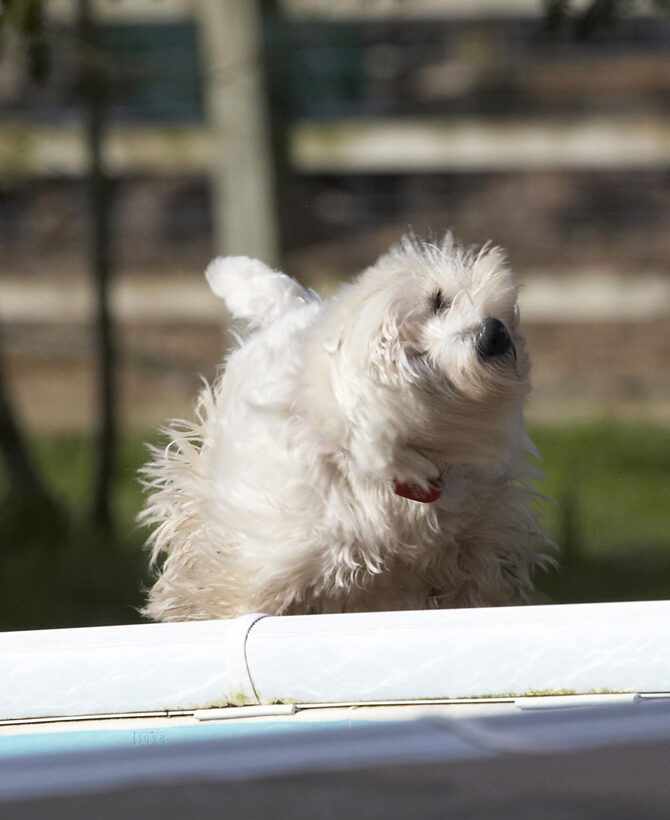 Animal, Animals, Canine, Canines, Dog, Dogs, Land Mammal, Land Mammals, Milly, Play, Playing, Playtime, Shake, Shaking, Terrestrial Mammal, Terrestrial Mammals, Terrier, Terriers, West Highland
