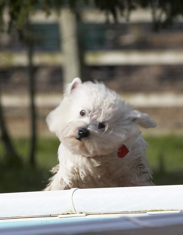 Animal, Animals, Canine, Canines, Dog, Dogs, Land Mammal, Land Mammals, Milly, Play, Playing, Playtime, Shake, Shaking, Terrestrial Mammal, Terrestrial Mammals, Terrier, Terriers, West Highland