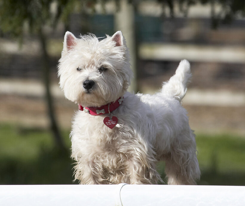 Animal, Animals, Canine, Canines, Dog, Dogs, Land Mammal, Land Mammals, Milly, Play, Playing, Playtime, Terrestrial Mammal, Terrestrial Mammals, Terrier, Terriers, West Highland