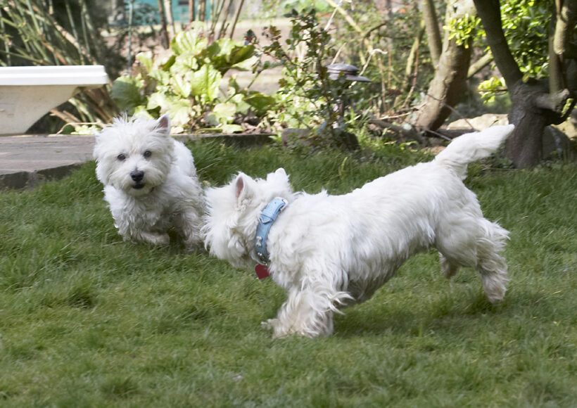 Canine, Harvey, Land Mammal, Land Mammals, Milly, Play, Playing, Playtime, Terrestrial Mammal, Terrestrial Mammals, Terrier, Terriers, Animal, Animals, Best, West Highland, Canines, Dog, Dogs, Friends
