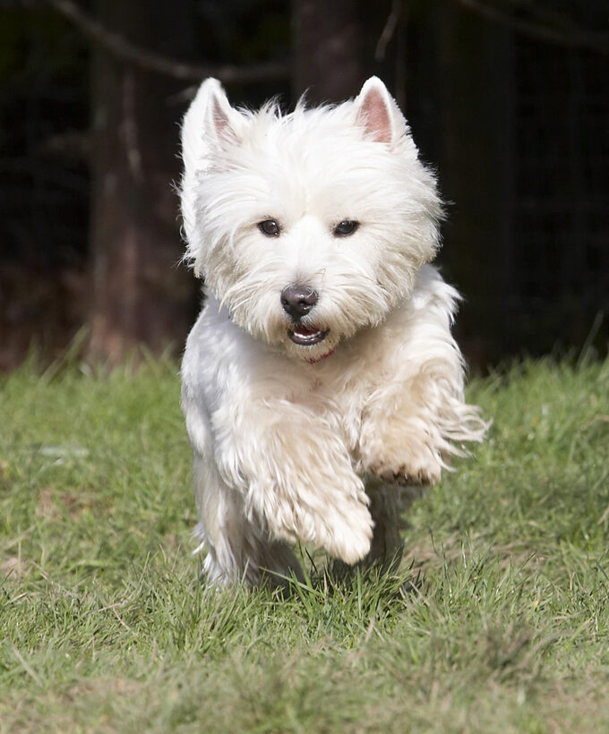 Animal, Animals, Canine, Canines, Dog, Dogs, Harvey, Land Mammal, Land Mammals, Milly, Play, Playing, Playtime, Terrestrial Mammal, Terrestrial Mammals, Terrier, Terriers, West Highland