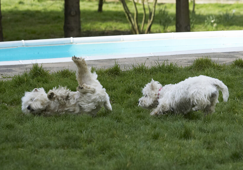 Animal, Animals, Canine, Canines, Dog, Dogs, Harvey, Land Mammal, Land Mammals, Milly, Play, Playing, Playtime, Terrestrial Mammal, Terrestrial Mammals, Terrier, Terriers, West Highland
