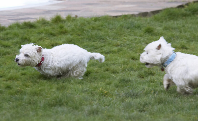 Animal, Animals, Canine, Canines, Dog, Dogs, Harvey, Land Mammal, Land Mammals, Milly, Play, Playing, Playtime, Terrestrial Mammal, Terrestrial Mammals, Terrier, Terriers, West Highland