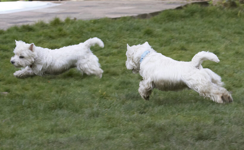 Animal, Animals, Canine, Canines, Dog, Dogs, Harvey, Land Mammal, Land Mammals, Milly, Play, Playing, Playtime, Terrestrial Mammal, Terrestrial Mammals, Terrier, Terriers, West Highland