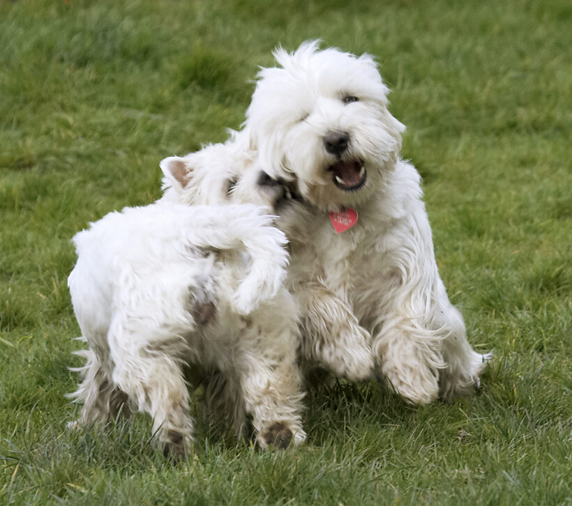 Animal, Animals, Canine, Canines, Dog, Dogs, Harvey, Land Mammal, Land Mammals, Milly, Play, Playing, Playtime, Terrestrial Mammal, Terrestrial Mammals, Terrier, Terriers, West Highland