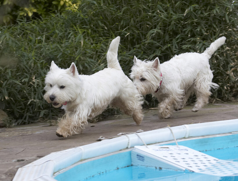 Animal, Animals, Canine, Canines, Dog, Dogs, Harvey, Land Mammal, Land Mammals, Milly, Play, Playing, Playtime, Terrestrial Mammal, Terrestrial Mammals, Terrier, Terriers, West Highland