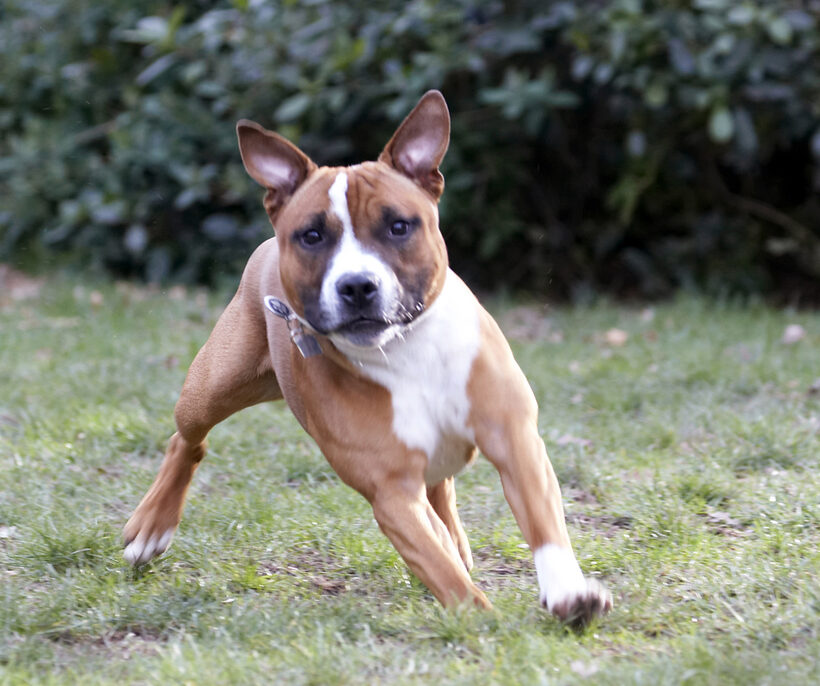Animal, Animals, Canine, Canines, Dog, Dogs, Land Mammal, Land Mammals, Monty, Play, Playing, Playtime, Staffordshire Bull, Terrestrial Mammal, Terrestrial Mammals, Terrier, Terriers
