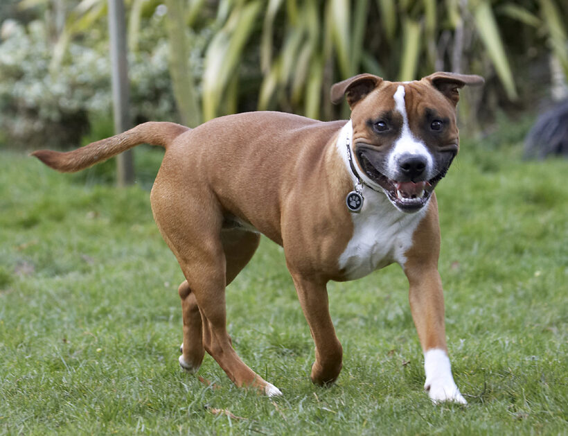 Play, Playing, Playtime, Smile, Smiling, Staffordshire Bull, Terrestrial Mammal, Terrestrial Mammals, Terrier, Terriers, Tongue, Animal, Animals, Canine, Canines, Dog, Dogs, Land Mammal, Land Mammals, Monty