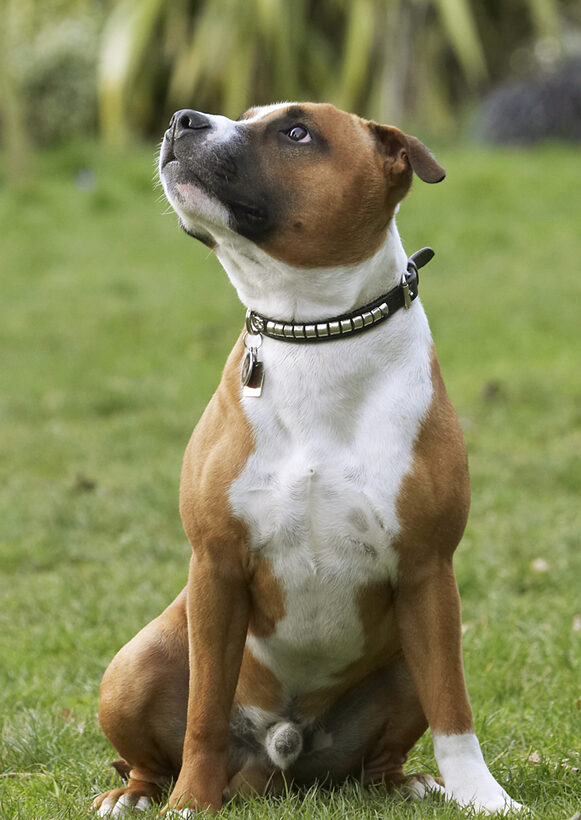 Animal, Animals, Canine, Canines, Dog, Dogs, Land Mammal, Land Mammals, Monty, Play, Playing, Playtime, Sit, Sitting, Staffordshire Bull, Terrestrial Mammal, Terrestrial Mammals, Terrier, Terriers