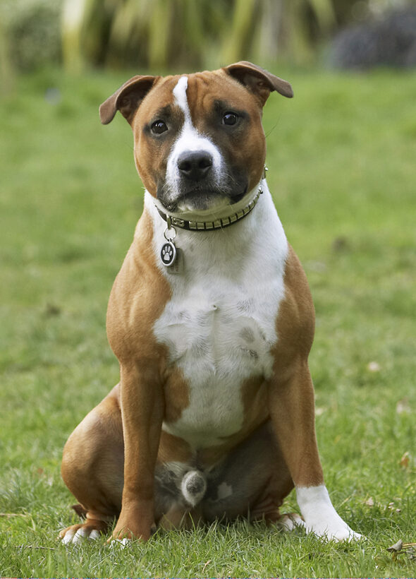 Animal, Animals, Canine, Canines, Dog, Dogs, Land Mammal, Land Mammals, Monty, Play, Playing, Playtime, Sit, Sitting, Staffordshire Bull, Terrestrial Mammal, Terrestrial Mammals, Terrier, Terriers