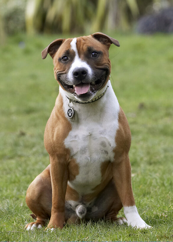 Dog, Sitting, Sit, Playtime, Playing, Play, Monty, Land Mammals, Land Mammal, Dogs, Animal, Animals, Canine, Canines, Staffordshire Bull, Terrestrial Mammal, Terrestrial Mammals, Terrier, Terriers, Tongue