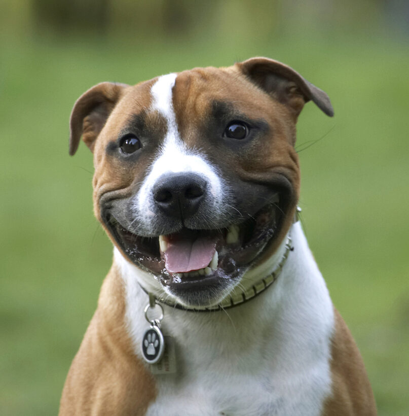 Dog, Smiling, Smile, Playtime, Playing, Play, Monty, Land Mammals, Land Mammal, Dogs, Animal, Animals, Canine, Canines, Staffordshire Bull, Terrestrial Mammal, Terrestrial Mammals, Terrier, Terriers, Tongue
