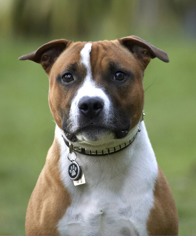 Animal, Animals, Canine, Canines, Dog, Dogs, Land Mammal, Land Mammals, Monty, Play, Playing, Playtime, Staffordshire Bull, Terrestrial Mammal, Terrestrial Mammals, Terrier, Terriers