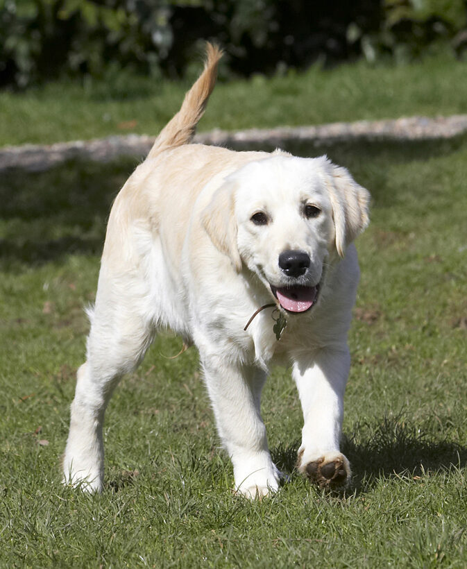 Animal, Animals, Canine, Canines, Dog, Dogs, Golden Retriever, Hermes, Land Mammal, Land Mammals, Play, Playing, Playtime, Terrestrial Mammal, Terrestrial Mammals, Tongue