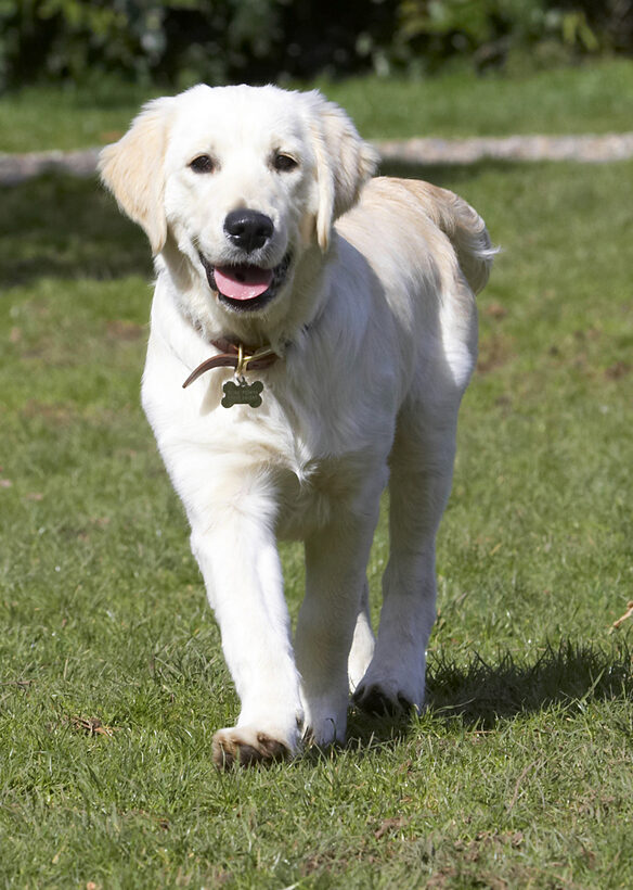 Animal, Animals, Canine, Canines, Dog, Dogs, Golden Retriever, Hermes, Land Mammal, Land Mammals, Play, Playing, Playtime, Smile, Smiling, Terrestrial Mammal, Terrestrial Mammals, Tongue