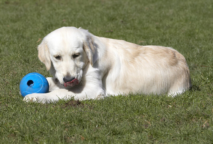 Animal, Animals, Ball, Canine, Canines, Dog, Dogs, Golden Retriever, Hermes, Land Mammal, Land Mammals, Play, Playing, Playtime, Terrestrial Mammal, Terrestrial Mammals, Tongue