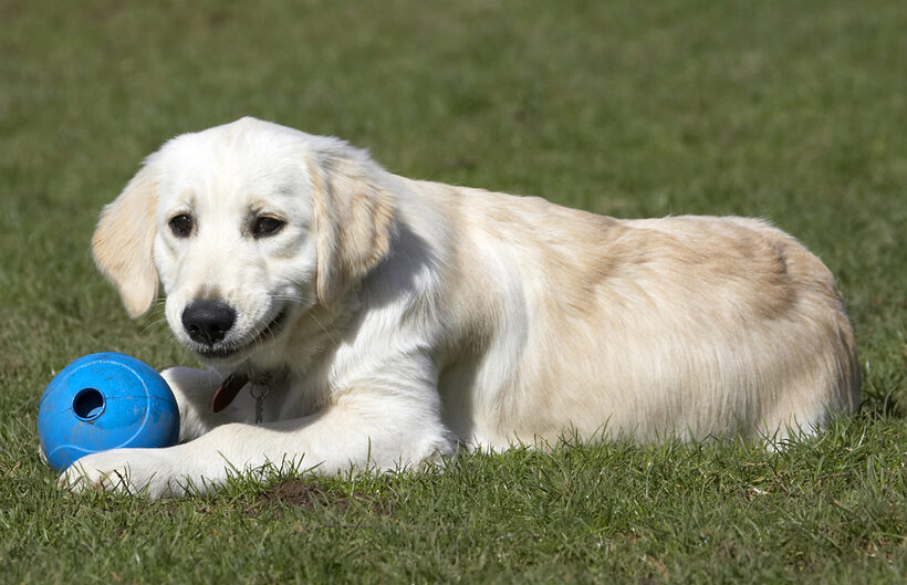 Animal, Animals, Canine, Canines, Dog, Dogs, Golden Retriever, Hermes, Land Mammal, Land Mammals, Play, Playing, Playtime, Smile, Smiling, Terrestrial Mammal, Terrestrial Mammals