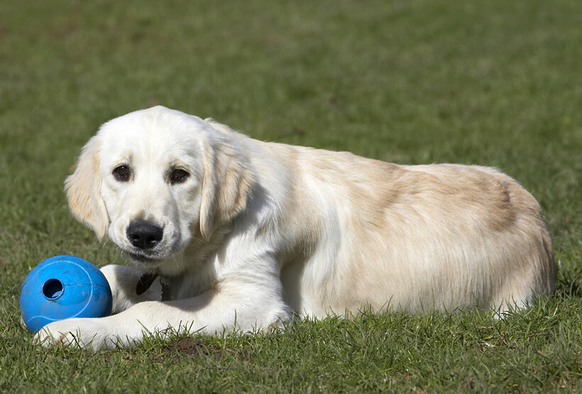 Animal, Animals, Ball, Canine, Canines, Dog, Dogs, Golden Retriever, Hermes, Land Mammal, Land Mammals, Play, Playing, Playtime, Terrestrial Mammal, Terrestrial Mammals