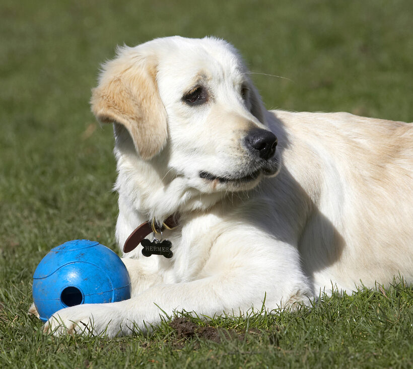 Animal, Animals, Ball, Canine, Canines, Dog, Dogs, Golden Retriever, Hermes, Land Mammal, Land Mammals, Play, Playing, Playtime, Terrestrial Mammal, Terrestrial Mammals