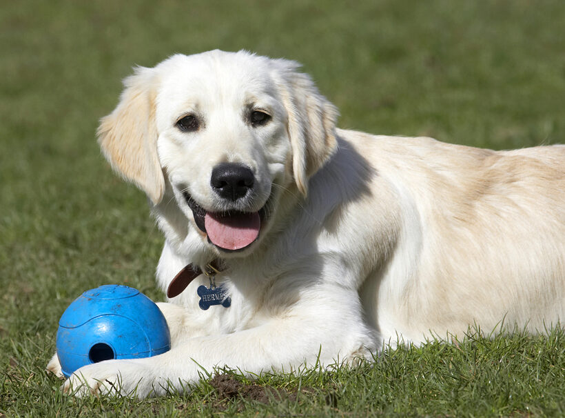Animal, Animals, Ball, Canine, Canines, Dog, Dogs, Golden Retriever, Hermes, Land Mammal, Land Mammals, Play, Playing, Playtime, Smile, Smiling, Terrestrial Mammal, Terrestrial Mammals, Tongue